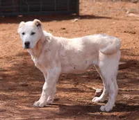 Aisha - TEXT TO INQUIRE, a female Central Asian Shepherd for sale in Ash Fork, AZ – Photo 3 of 8