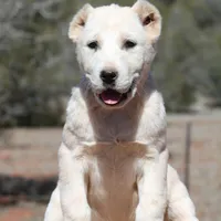 Aisha - TEXT TO INQUIRE, a female Central Asian Shepherd for sale in Ash Fork, AZ – Photo 1 of 9