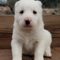 Aisha - TEXT TO INQUIRE, a female Central Asian Shepherd for sale in Ash Fork, AZ – Photo 5 of 9