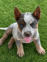 Lorne, a male Australian Cattle Dog for sale in Ash Fork, AZ – 1 of 4