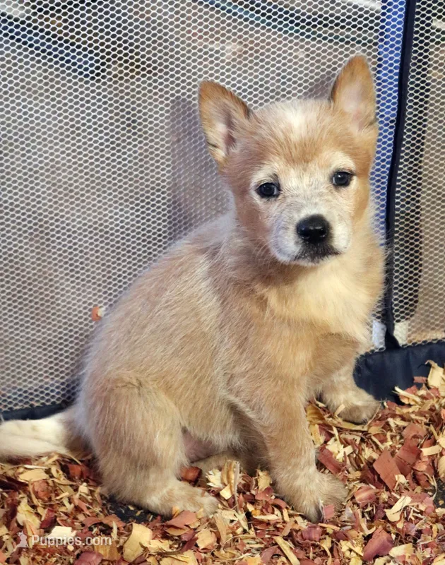 Nori AKC Red Female – Australian Cattle Dog puppy on hold in Ash Fork, AZ