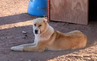 Oroshon, a male Central Asian Shepherd for sale in Ash Fork, AZ – 5 of 6