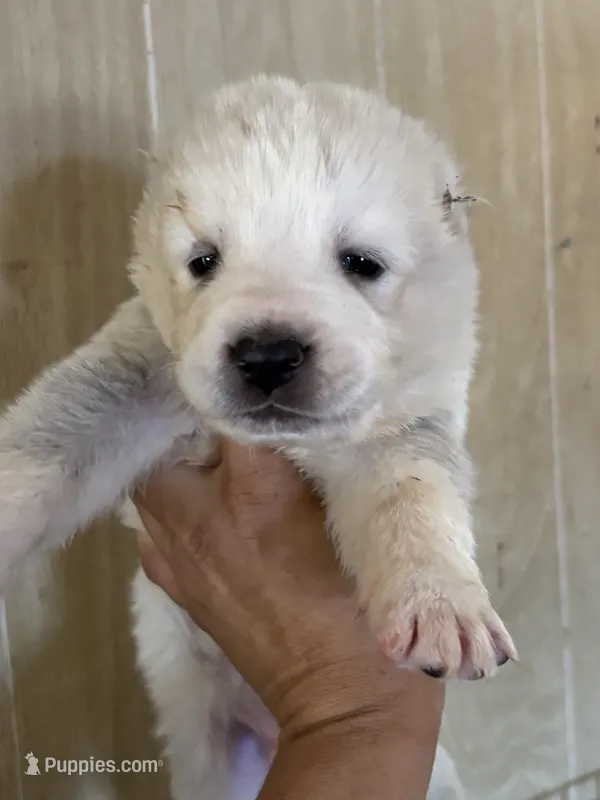 Nuker – Central Asian Shepherd puppy for sale in Ash Fork, AZ