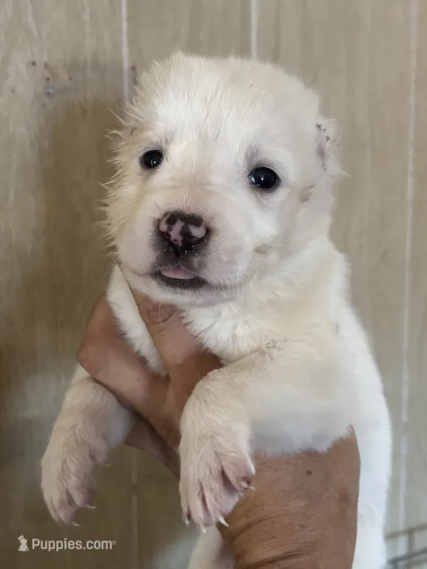 Naomi – Central Asian Shepherd puppy for sale in Ash Fork, AZ