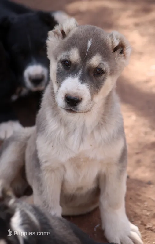 Ledi – Central Asian Shepherd puppy for sale in Ash Fork, AZ