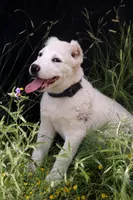 Naomi - TEXT FOR INFO (Wont respond to messages here), a female Central Asian Shepherd for sale in Ash Fork, AZ – 2 of 10