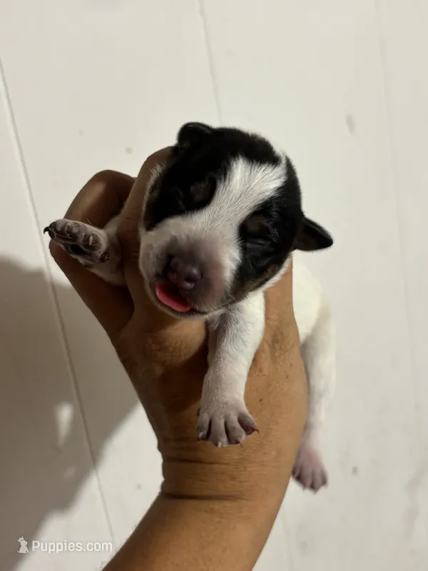 Flare  – Australian Cattle Dog puppy for sale in Ash Fork, AZ