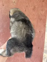 Oroshon, a male Central Asian Shepherd for sale in Ash Fork, AZ – 4 of 6