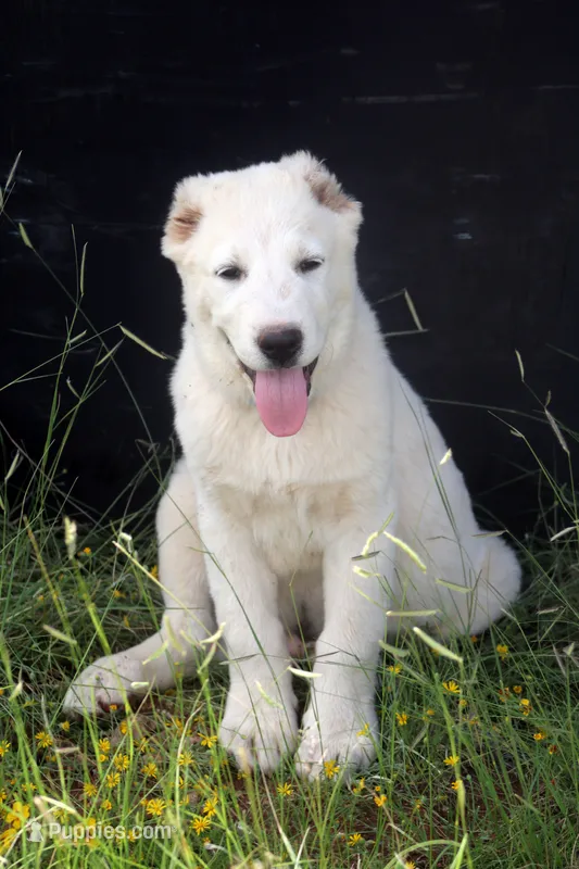 Nuker – Central Asian Shepherd puppy for sale in Ash Fork, AZ