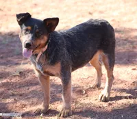 Soot, a male Australian Cattle Dog for sale in Ash Fork, AZ – 5 of 6