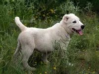 Nargul - TEXT FOR INFO (Wont respond to messages here), a male Central Asian Shepherd for sale in Ash Fork, AZ – 2 of 9