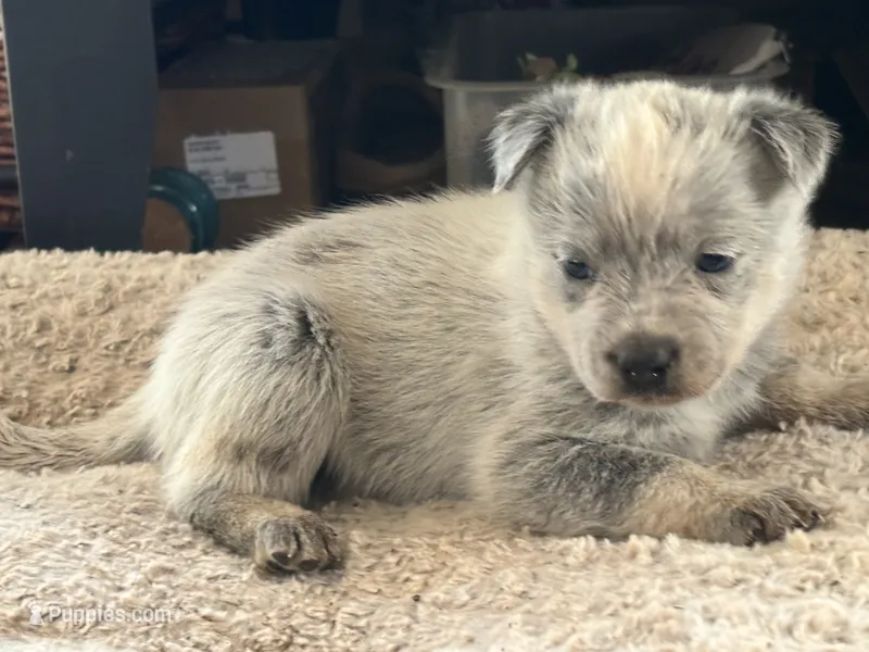 Kelso – Australian Cattle Dog puppy for sale in Ash Fork, AZ