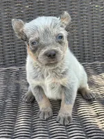 Levi, a male Australian Cattle Dog for sale in Ash Fork, AZ – 3 of 4