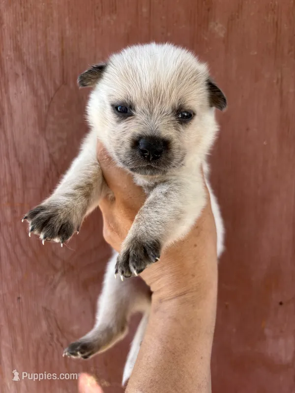 Nina AKC Red Female – Australian Cattle Dog puppy for sale in Ash Fork, AZ