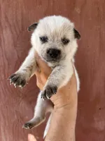 Nina AKC Red Female, a female Australian Cattle Dog for sale in Ash Fork, AZ – 1 of 3