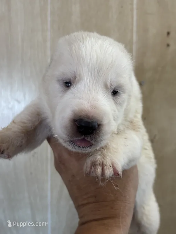 Nazar – Central Asian Shepherd puppy for sale in Ash Fork, AZ