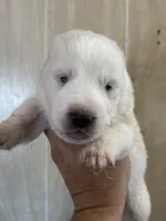 Nazar, a male Central Asian Shepherd for sale in Ash Fork, AZ – 1 of 1