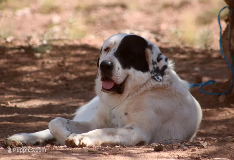 Apache - TEXT FOR INFO (Wont respond to messages here) – Central Asian Shepherd puppy for sale in Ash Fork, AZ