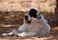 Apache - TEXT FOR INFO (Wont respond to messages here), a male Central Asian Shepherd for sale in Ash Fork, AZ – 1 of 2