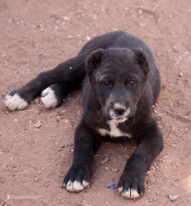 Lyalya – Central Asian Shepherd puppy for sale in Ash Fork, AZ