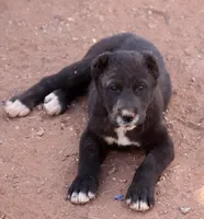 Lyalya, a female Central Asian Shepherd for sale in Ash Fork, AZ – 1 of 9