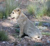 Kama, a female Central Asian Shepherd for sale in Ash Fork, AZ – 2 of 10