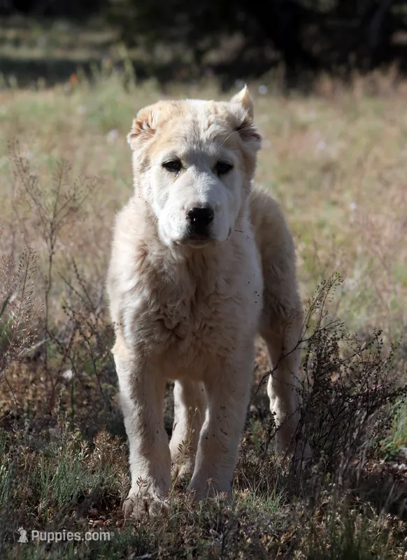 Jazmin – Central Asian Shepherd puppy for sale in Ash Fork, AZ