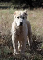 Jazmin, a female Central Asian Shepherd for sale in Ash Fork, AZ – 1 of 10