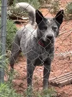 Spark, a female Australian Cattle Dog for sale in Ash Fork, AZ – 5 of 6