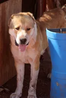 Nara, a female Central Asian Shepherd for sale in Ash Fork, AZ – 6 of 6