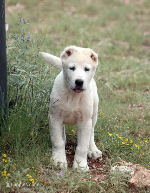 Nauz – Central Asian Shepherd puppy for sale in Ash Fork, AZ