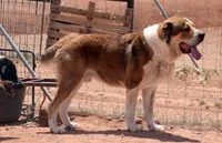 Jazmin, a female Central Asian Shepherd for sale in Ash Fork, AZ – 8 of 10