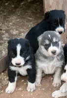 Leyla, a female Central Asian Shepherd for sale in Ash Fork, AZ – 3 of 7