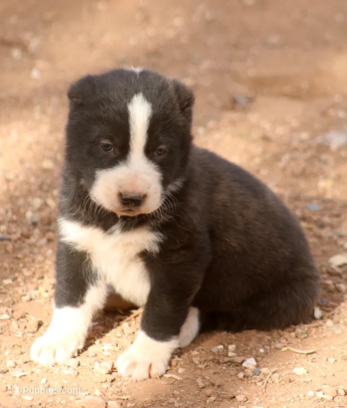 Leyla – Central Asian Shepherd puppy for sale in Ash Fork, AZ