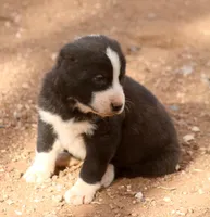 Leyla, a female Central Asian Shepherd for sale in Ash Fork, AZ – 2 of 7