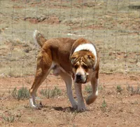 Jazmin, a female Central Asian Shepherd for sale in Ash Fork, AZ – 7 of 10