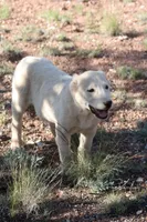 Barsa, a female Central Asian Shepherd for sale in Ash Fork, AZ – 2 of 9