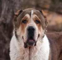 Jayran, a male Central Asian Shepherd for sale in Ash Fork, AZ – Photo 8 of 8