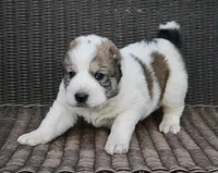 Jayran, a male Central Asian Shepherd for sale in Ash Fork, AZ – Photo 2 of 8