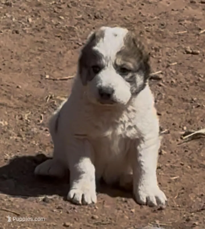 Jayran – Central Asian Shepherd puppy for sale in Ash Fork, AZ