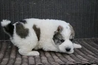 Jayran, a male Central Asian Shepherd for sale in Ash Fork, AZ – Photo 3 of 8