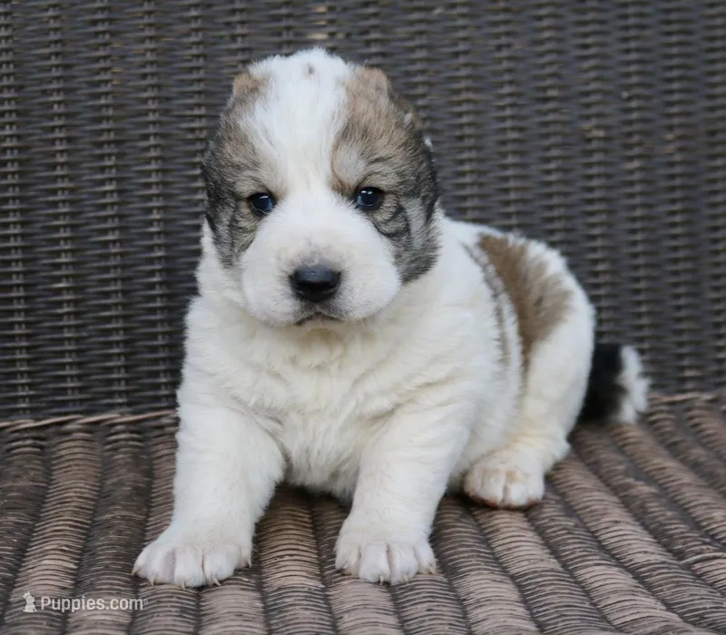 Jayran – Central Asian Shepherd puppy for sale in Ash Fork, AZ