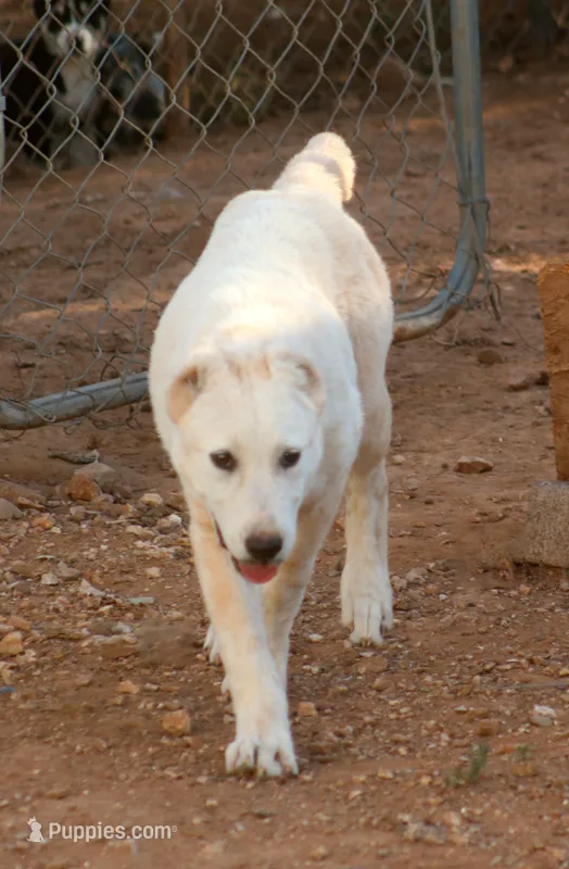 Barsa – Central Asian Shepherd puppy for sale in Ash Fork, AZ