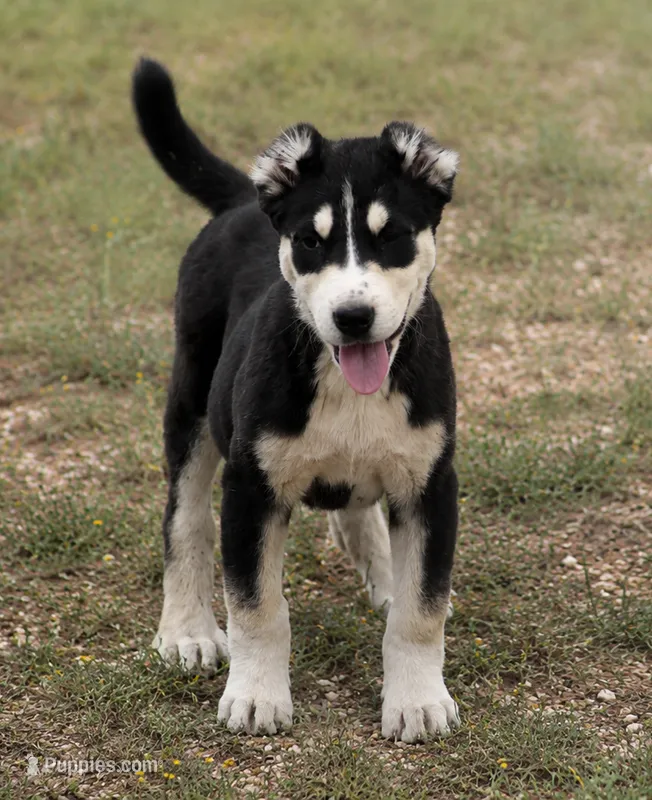 Nara – Central Asian Shepherd puppy for sale in Ash Fork, AZ