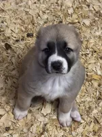 Olga, a female Central Asian Shepherd for sale in Ash Fork, AZ – 2 of 6