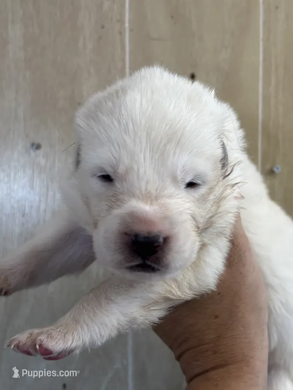 Nauz – Central Asian Shepherd puppy for sale in Ash Fork, AZ