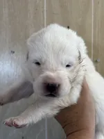 Nauz, a male Central Asian Shepherd for sale in Ash Fork, AZ – 1 of 1