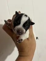 Flame, a female Australian Cattle Dog for sale in Ash Fork, AZ – 1 of 2