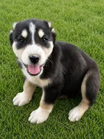 Nara, a female Central Asian Shepherd for sale in Ash Fork, AZ – 1 of 6