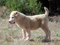 Jazmin, a female Central Asian Shepherd for sale in Ash Fork, AZ – 2 of 10